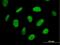 Negative Elongation Factor Complex Member C/D antibody, H00051497-B01P, Novus Biologicals, Immunocytochemistry image 