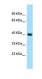 Programmed Cell Death 2 antibody, orb329578, Biorbyt, Western Blot image 