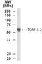 Target Of Myb1 Like 2 Membrane Trafficking Protein antibody, NB300-991, Novus Biologicals, Western Blot image 