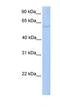 PWP1 Homolog, Endonuclein antibody, NBP1-79378, Novus Biologicals, Western Blot image 