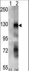 Ephrin type-A receptor 6 antibody, LS-C100267, Lifespan Biosciences, Western Blot image 