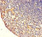 CD7 Molecule antibody, A55667-100, Epigentek, Immunohistochemistry paraffin image 