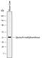 Glycine N-Methyltransferase antibody, MA5-24316, Invitrogen Antibodies, Western Blot image 