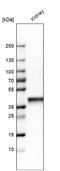 Aldolase, Fructose-Bisphosphate B antibody, NBP1-87494, Novus Biologicals, Western Blot image 