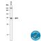 Kruppel Like Factor 4 antibody, AF3640, R&D Systems, Western Blot image 