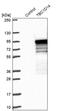 TBC1 Domain Family Member 14 antibody, PA5-57877, Invitrogen Antibodies, Western Blot image 