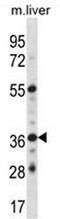 G Protein-Coupled Estrogen Receptor 1 antibody, AP51907PU-N, Origene, Western Blot image 