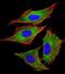 Protein Phosphatase 1 Regulatory Subunit 13 Like antibody, M03058, Boster Biological Technology, Immunofluorescence image 