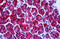 Phosphoglycerate Dehydrogenase antibody, MBS245691, MyBioSource, Immunohistochemistry frozen image 