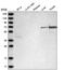 C2orf42 antibody, HPA031840, Atlas Antibodies, Western Blot image 