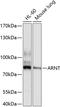 Aryl Hydrocarbon Receptor Nuclear Translocator antibody, 13-344, ProSci, Western Blot image 
