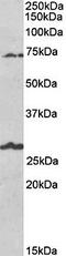 BGT-1 antibody, orb79345, Biorbyt, Western Blot image 