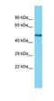 Sp7 Transcription Factor antibody, orb333707, Biorbyt, Western Blot image 