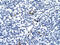 TAL BHLH Transcription Factor 1, Erythroid Differentiation Factor antibody, 31-244, ProSci, Immunohistochemistry paraffin image 