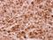 Protein Arginine Methyltransferase 5 antibody, NBP2-19935, Novus Biologicals, Immunohistochemistry frozen image 