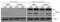 BCL2 Like 11 antibody, 2414, QED Bioscience, Dot Blot image 