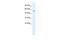 Potassium Two Pore Domain Channel Subfamily K Member 10 antibody, PA5-41054, Invitrogen Antibodies, Western Blot image 