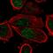 Peroxisome Proliferator Activated Receptor Gamma antibody, HPA051239, Atlas Antibodies, Immunocytochemistry image 