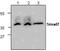 SMAD Family Member 7 antibody, GTX59874, GeneTex, Western Blot image 