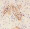 Podocalyxin Like antibody, FNab06597, FineTest, Immunohistochemistry paraffin image 
