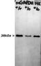 GAPDH antibody, LS-B12855, Lifespan Biosciences, Western Blot image 