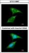 FMR1 Autosomal Homolog 1 antibody, GTX113867, GeneTex, Immunocytochemistry image 