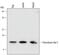 Thioredoxin Domain Containing 17 antibody, MA5-24245, Invitrogen Antibodies, Western Blot image 