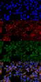 Malondialdehyde antibody, MA5-27559, Invitrogen Antibodies, Immunofluorescence image 