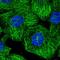 Multiple EGF Like Domains 6 antibody, HPA052129, Atlas Antibodies, Immunocytochemistry image 