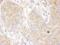 Dynactin subunit 2 antibody, A303-489A, Bethyl Labs, Immunohistochemistry frozen image 