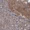 Cyclin G2 antibody, NBP1-87518, Novus Biologicals, Immunohistochemistry paraffin image 