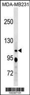 RB Transcriptional Corepressor Like 1 antibody, 60-514, ProSci, Western Blot image 