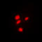 CAMP Responsive Element Binding Protein 1 antibody, LS-C355979, Lifespan Biosciences, Immunofluorescence image 