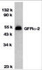GDNF Family Receptor Alpha 2 antibody, 1135, ProSci, Western Blot image 