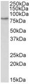 CREB Regulated Transcription Coactivator 2 antibody, AP32806PU-N, Origene, Western Blot image 