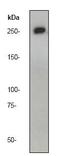 CAD protein antibody, ab40800, Abcam, Western Blot image 