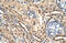 Elongin B antibody, 27-323, ProSci, Immunohistochemistry frozen image 