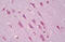 Ephrin A5 antibody, MBS243114, MyBioSource, Immunohistochemistry frozen image 
