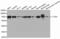 Leukotriene A4 Hydrolase antibody, TA332528, Origene, Western Blot image 