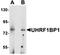 UHRF1 Binding Protein 1 antibody, orb75654, Biorbyt, Western Blot image 