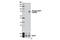 RAD17 Checkpoint Clamp Loader Component antibody, 13404S, Cell Signaling Technology, Western Blot image 