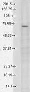 Transient Receptor Potential Cation Channel Subfamily V Member 3 antibody, TA326598, Origene, Western Blot image 