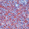 Spleen Associated Tyrosine Kinase antibody, LS-C88076, Lifespan Biosciences, Immunohistochemistry frozen image 