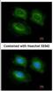 Phosphodiesterase 10A antibody, NBP2-19742, Novus Biologicals, Immunofluorescence image 