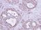 Fumarate Hydratase antibody, NBP1-31336, Novus Biologicals, Immunohistochemistry frozen image 