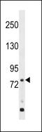 G Protein-Coupled Receptor 149 antibody, 58-802, ProSci, Western Blot image 