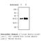 Alpha-1-acid glycoprotein antibody, orb96157, Biorbyt, Western Blot image 