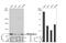 LIG3 antibody, GTX103172, GeneTex, Western Blot image 