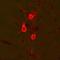 Glutamate Decarboxylase 1 antibody, NBP1-02161, Novus Biologicals, Immunohistochemistry frozen image 