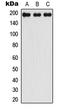 LIM Domain 7 antibody, LS-B14277, Lifespan Biosciences, Western Blot image 